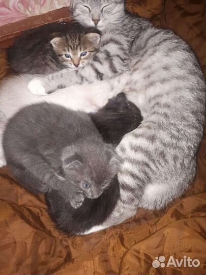 Вислоухие котята
