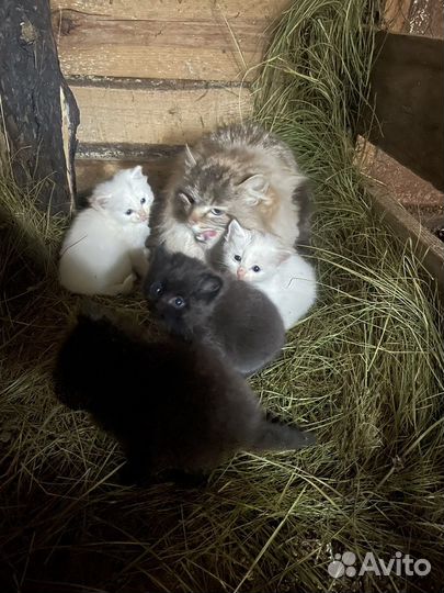 Отдам в дар котята