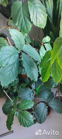 Тетрастигма Вуанье - лиана