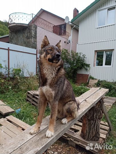 Супер щенок 1 мальчик