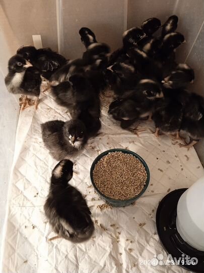 Синь-синь дянь, сильверудды(молодые петушки)