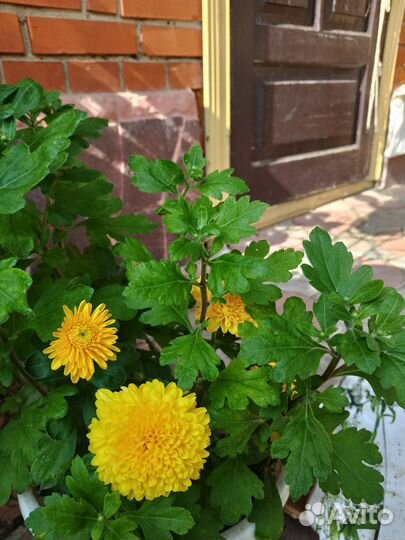 Хризантемы