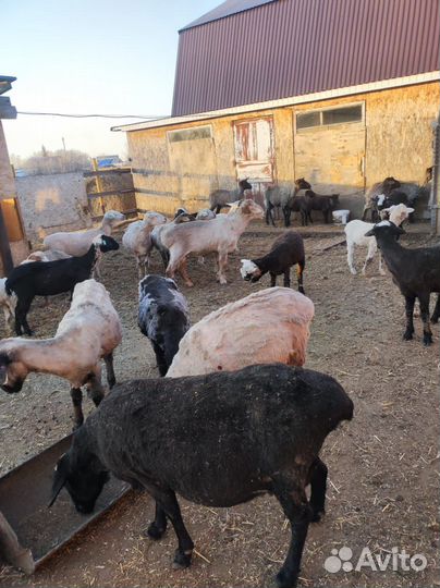 Овцы, бараны