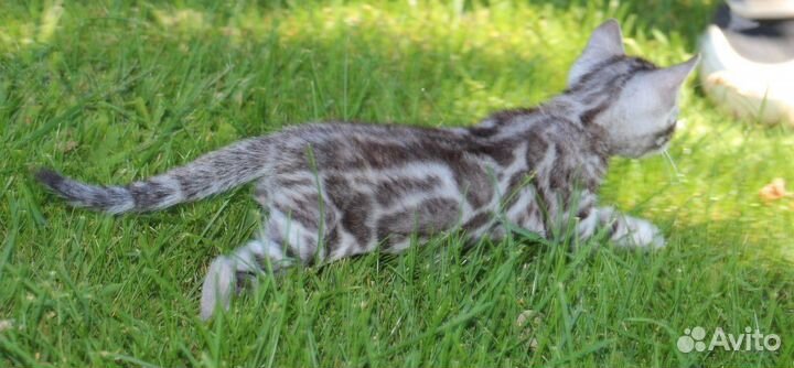 Серебряные котята