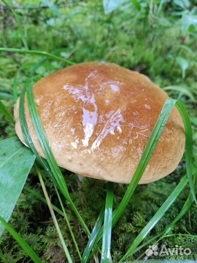 Белые грибы. свежие, замороженные и сушеные