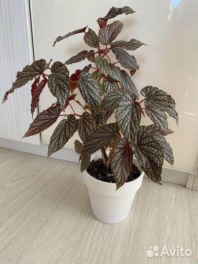 Комнатные цветы. Бегония,фикусы, педилантус