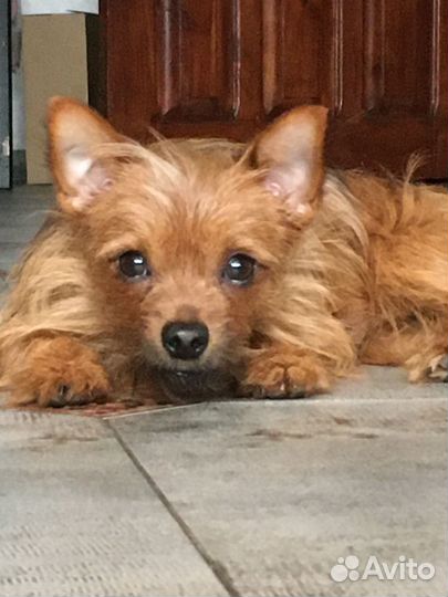 Вязка кобель