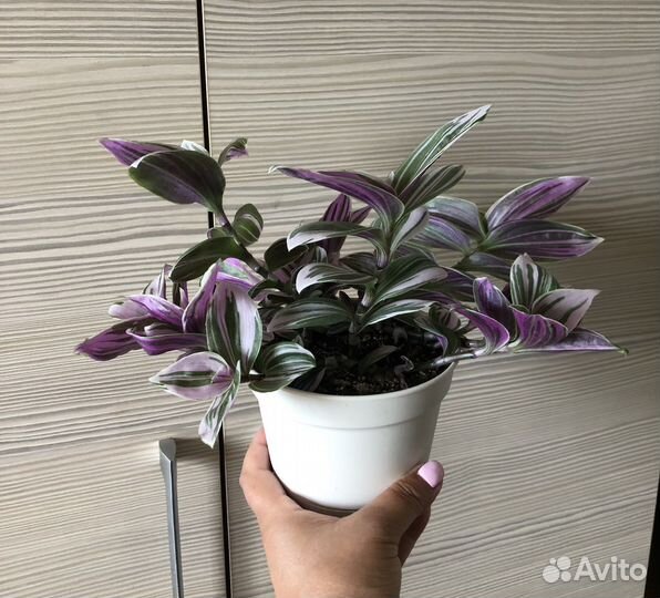 Традесканции разные сорта