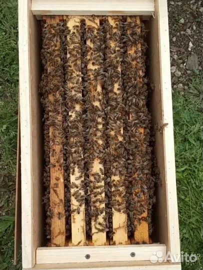 Пчелопакеты, пчелосемьи