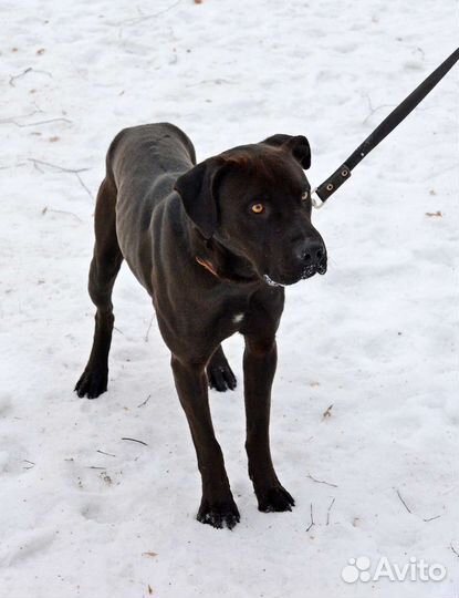 Молодой питбуль живет в вольере ищет дом