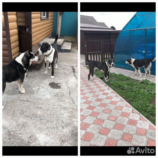 Щенки сао алабай