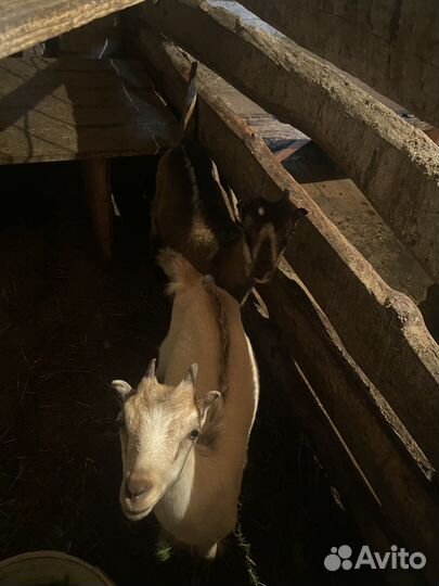 Козочки 3 месяца