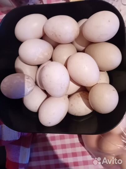 Утиные яйца