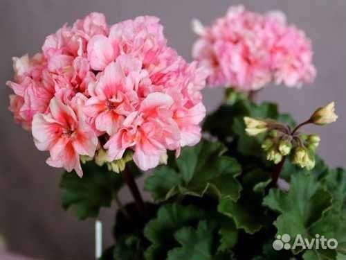 Пеларгония герань