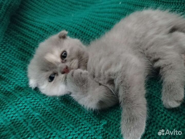 Котята скоттиш фолд
