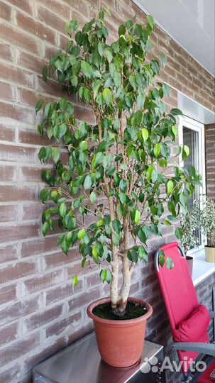 Фикус бенджамина