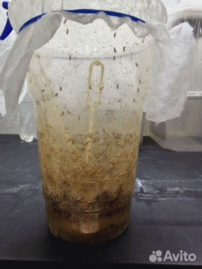 Мучной червь, тараканы, муха дрозофила