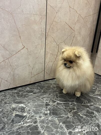 Померанский шпиц медвежьего типа