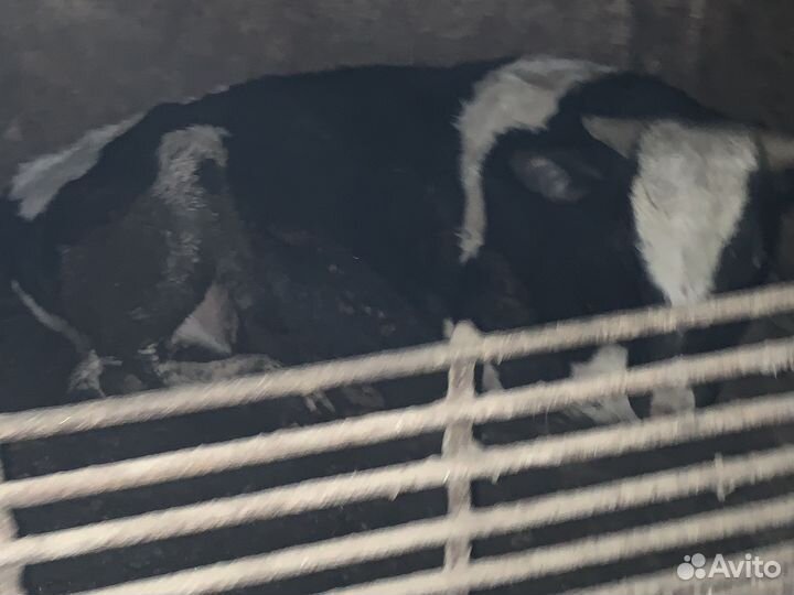 Мясо свинина, телятина