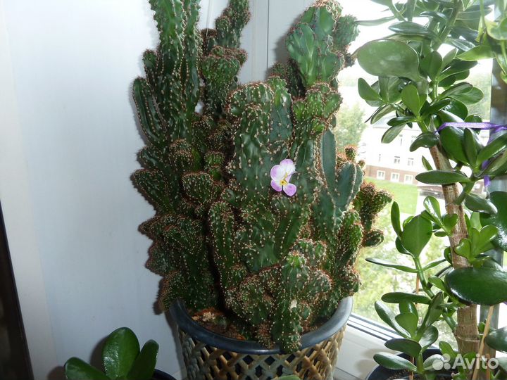 Комнатные цветы