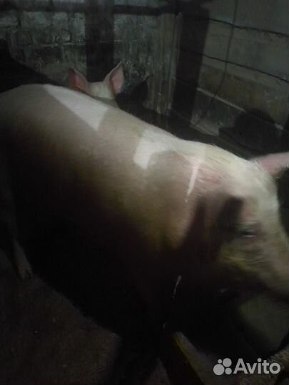 Поросенок ландрас