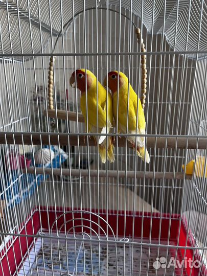 Попугаи неразлучники