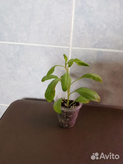 Цветы уличные