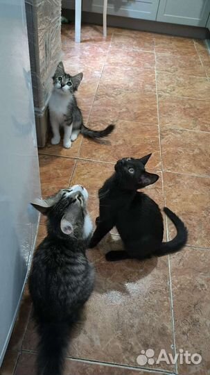 Котятки в добрые руки