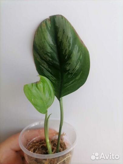 Сциндапсусы сортовые