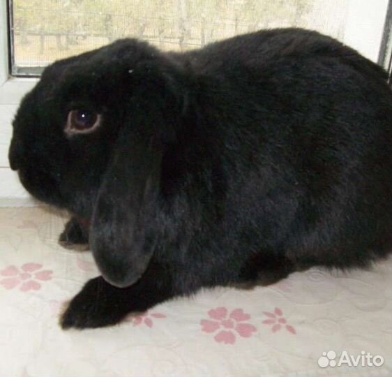 Декоративные кролики вислоухие