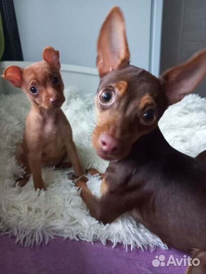 Щенки русский той-терьер короткошерстные