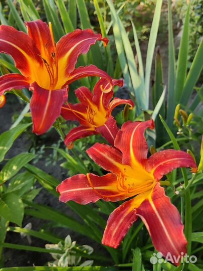 Лилейники и ирисы сибирские