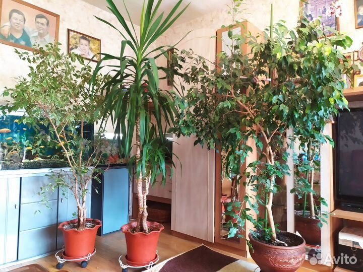 Фикусы и Юкка - огромные деревья