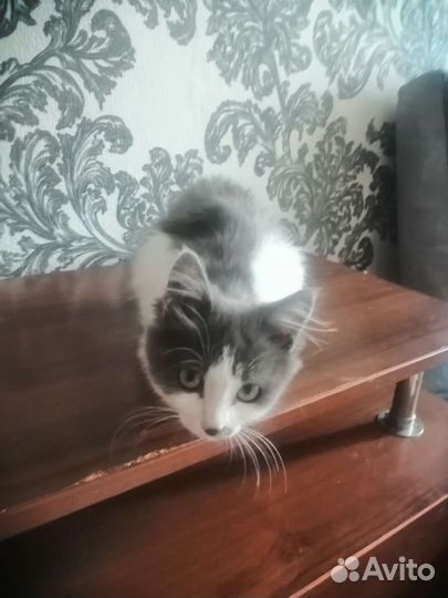 Кошка в дар бесплатно