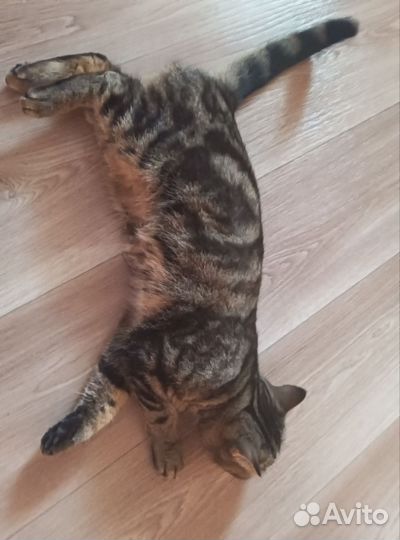 Шотландские котята мраморные