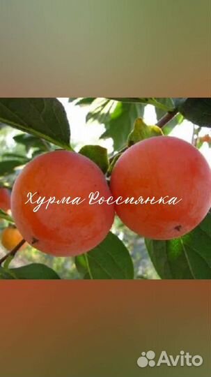 Саженцы хурмы зкс