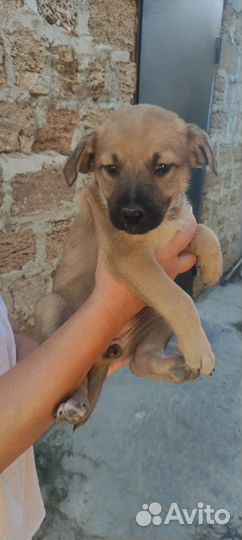 Щенки в добрые руки