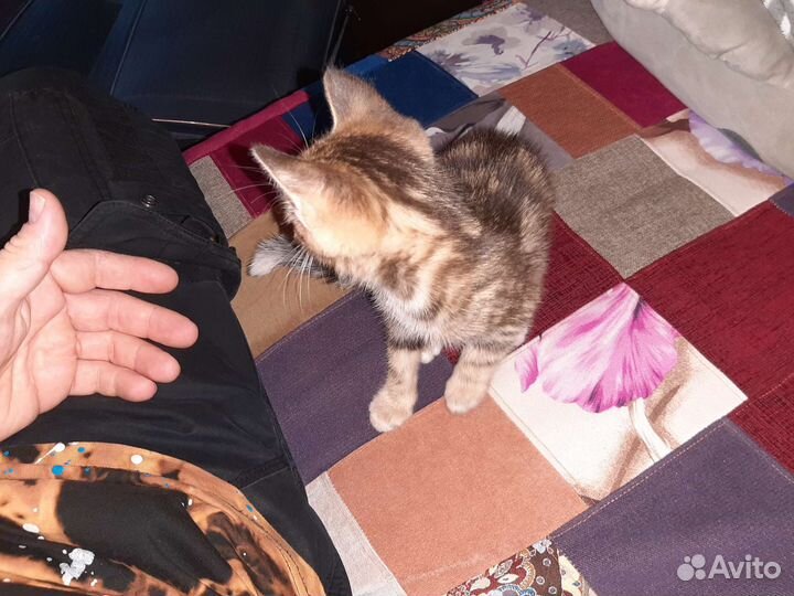 Кошка:и брат:.1250 Для щастя:и достатка.в Доме