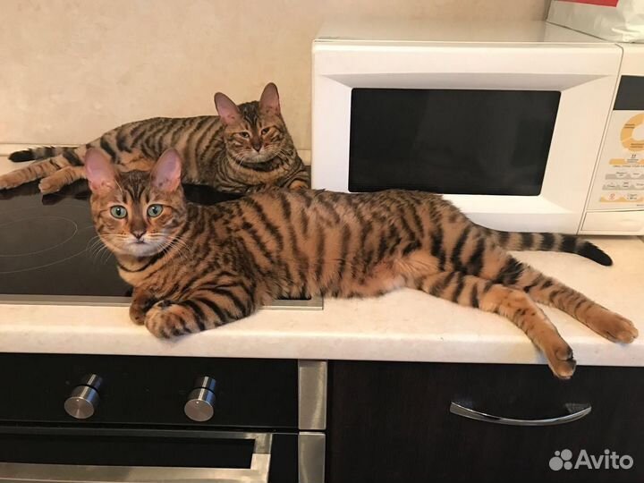 Тойгер Котята и кошки Тигры