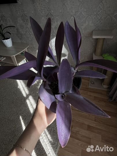 Традесканция