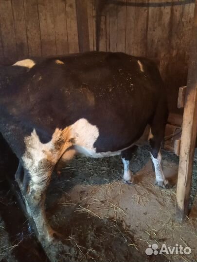 Корова телята и бычки