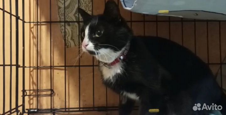 Кошка в дар