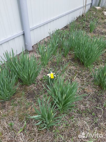 Луковицы нарциссов