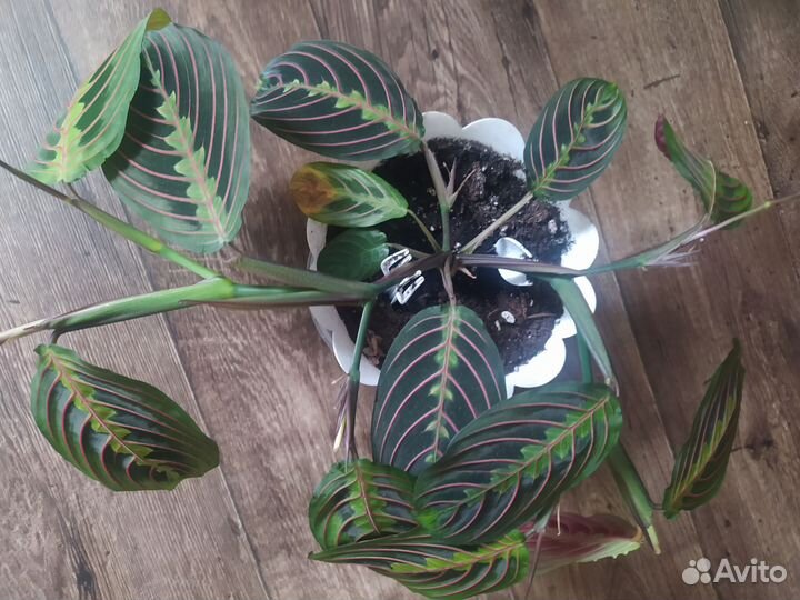 Цветок Маранта