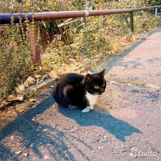 Кошечка в добрые руки