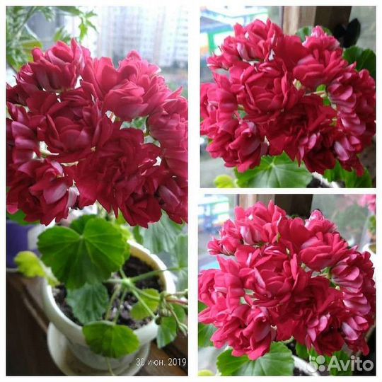 Пеларгония сортовая