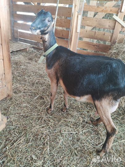 Дойная коза ла- манча