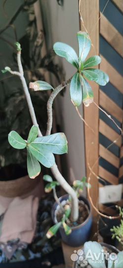 Комнатные цветы бесплатно бронь по 07.09