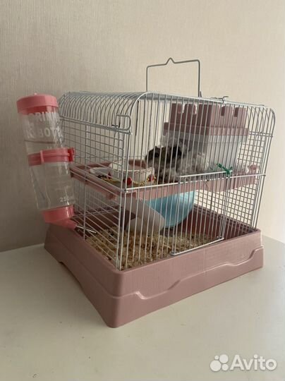 Джунгарский хомяк с клеткой