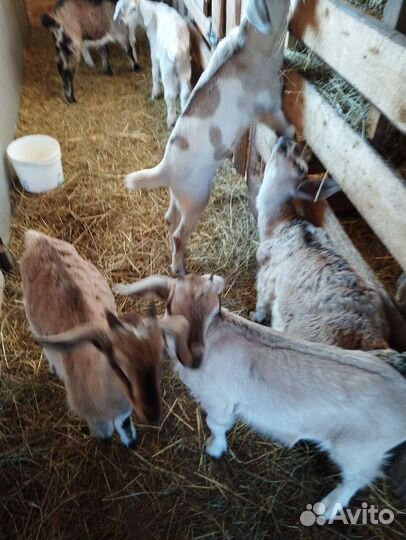 Продам козлят